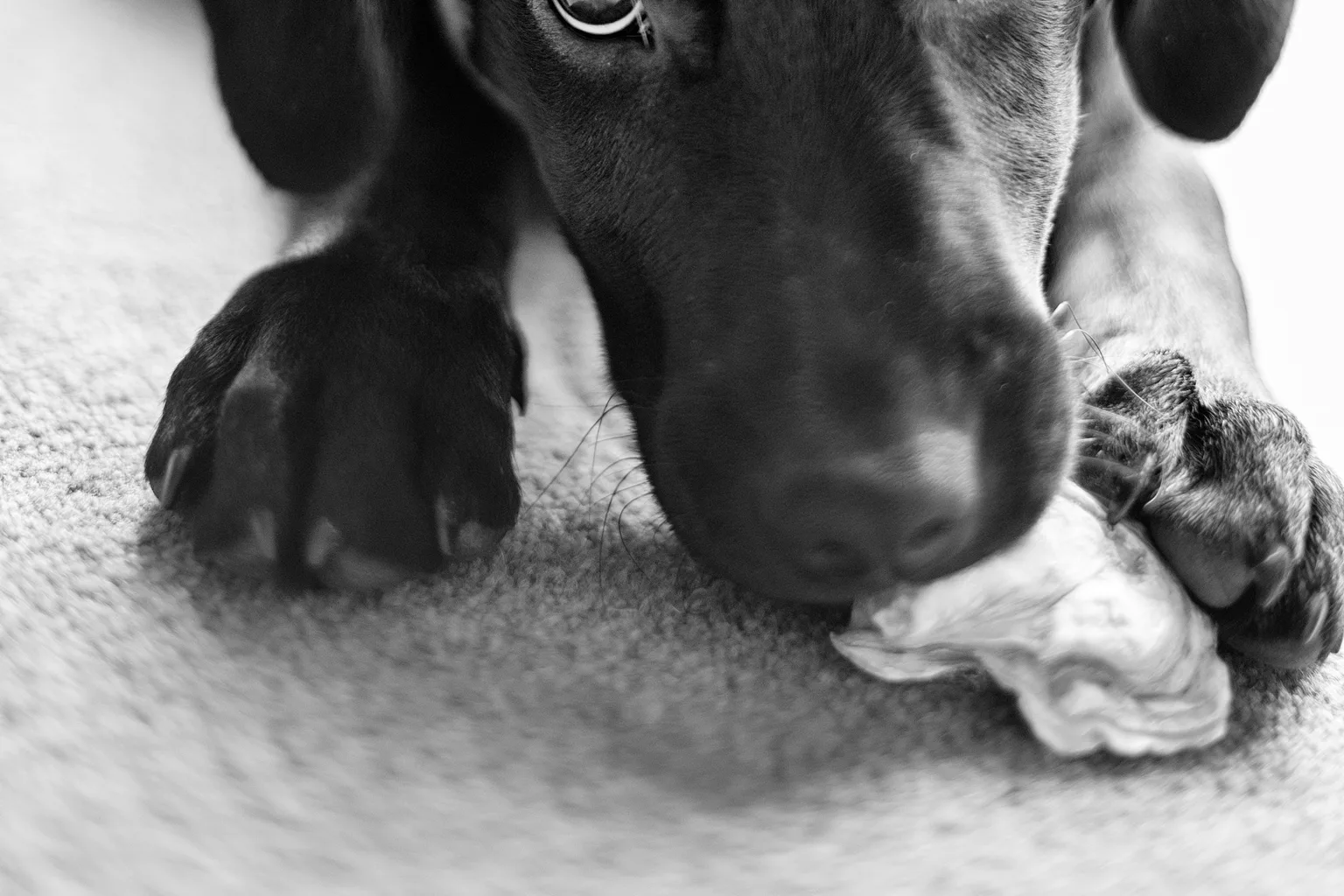 A black dog chewing a soft toy on the floor in a black-and-white photograph.
