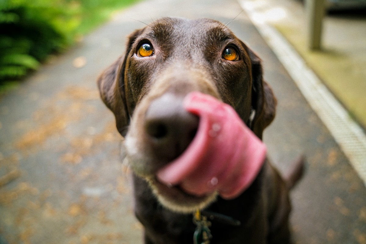 Dog spending time outdoors